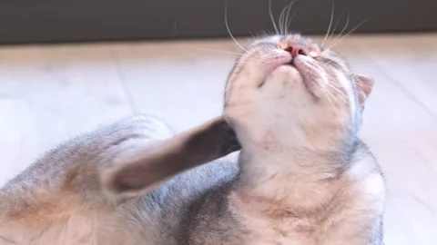 A gray cat scratches its neck with its paw, its fur flies. Stock Footage 255124707