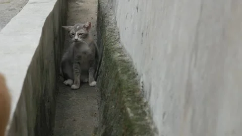 Gray Cat Scratching Its Neck in a Narrow Outdoor Alley Close Up Stock Footage 341869084