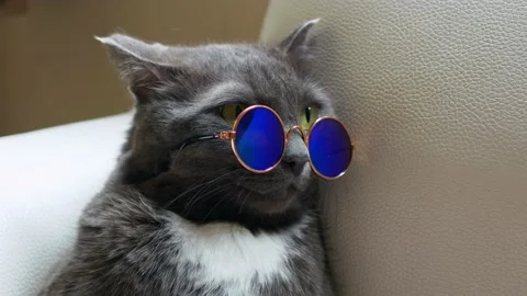 A gray cat with a serious muzzle was wearing round glasses with blue lenses and Stock Footage 222002338