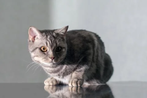 Gray cat with shadow on his face sitting by the window at dawn Stock Photos
