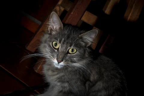 Gray cat in the shadows Stock Photos