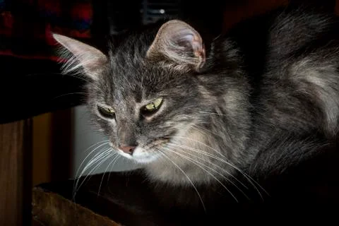 Gray cat in the shadows Stock Photos