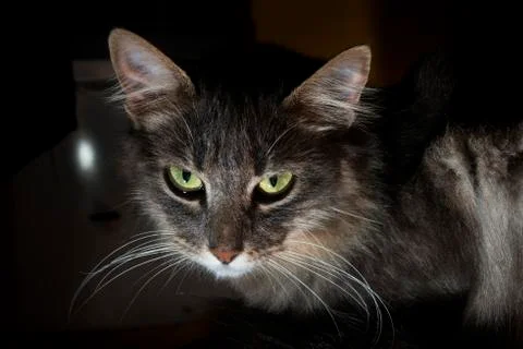 Gray cat in the shadows Stock Photos