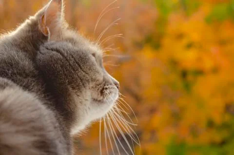 Gray cat sideways sitting on the windowsill at the open window on a blurred b Stock Photos