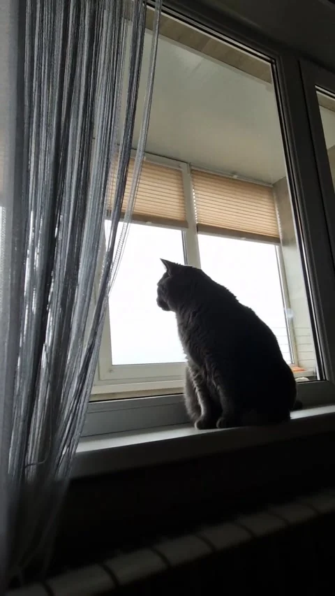 Gray Cat Silhouette Sitting Window Watching View Stock-Footage 318802040