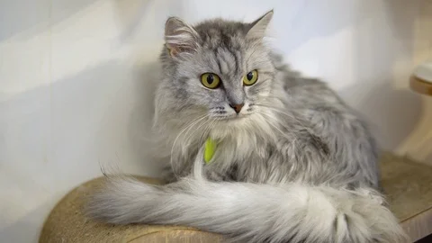 A gray cat sits against a wall on a playground. The cat sits quietly and looks Stock Footage 126241422