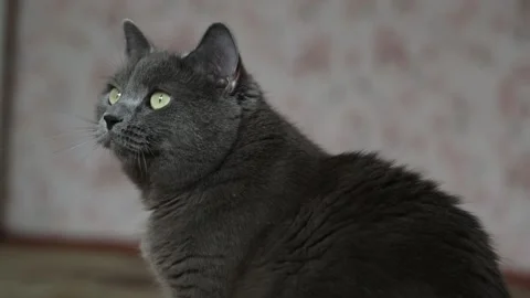 Gray cat sits and yawns at morning Stock Footage 161429309