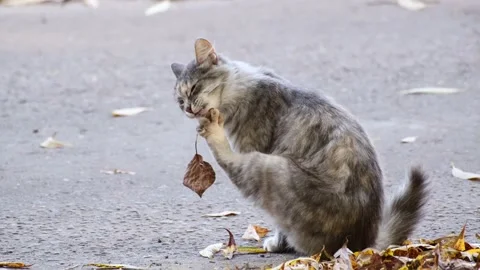A gray cat sits on the asphalt and licks a paw to which an autumn leaf is stuck Video stock 162371631