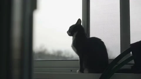 A gray cat sits on the balcony and looks out at the street Stock Footage 152429702