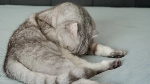 Gray cat sits on bed and watches surroundings with focused eyes in a cozy apa Stock-Footage 336670814
