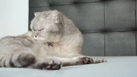 Gray cat sits on bed and watches surroundings with focused eyes in a cozy apa Stock-Footage 336670841