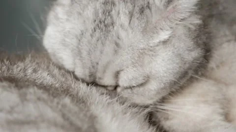 Gray cat sits on bed and watches surroundings with focused eyes in a cozy apa Stock-Footage 336670848