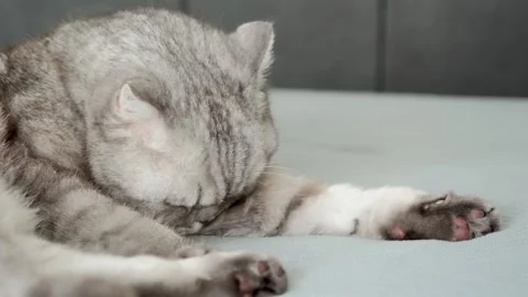 Gray cat sits on bed and watches surroundings with focused eyes in a cozy apa Stock-Footage 336670851