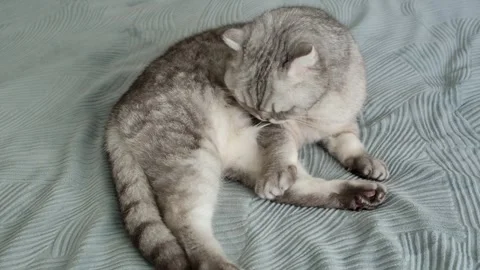 Gray cat sits on bed and watches surroundings with focused eyes in a cozy apa Stockbeeldmateriaal 336670856