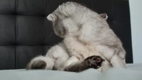 Gray cat sits on bed and watches surroundings with focused eyes in a cozy apa Stock-Footage 336670865