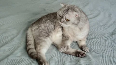 Gray cat sits on bed and watches surroundings with focused eyes in a cozy apa Stock-Footage 336670870