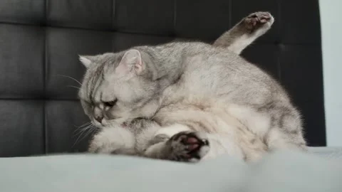 Gray cat sits on bed and watches surroundings with focused eyes in a cozy apa Stock-Footage 336670877