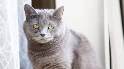 Gray cat sits behind a curtain on the windowsill Stock Footage 162563166