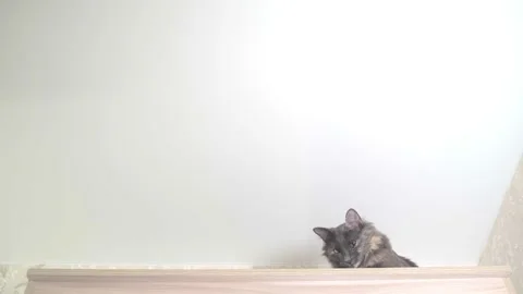 Gray cat sits on a cabinet under a white stretch ceiling. copy space. Stock Footage 135817214