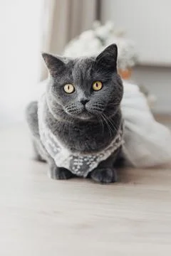 Gray cat sits calmly on light wooden floor Stock Photos