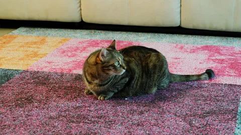 The gray cat sits on the carpet and looks carefully around the room. Video stock 146437162