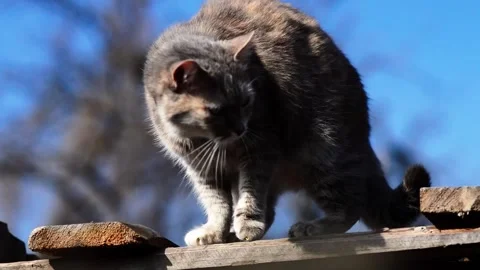 Gray cat sits on firewood Video stock 331943502