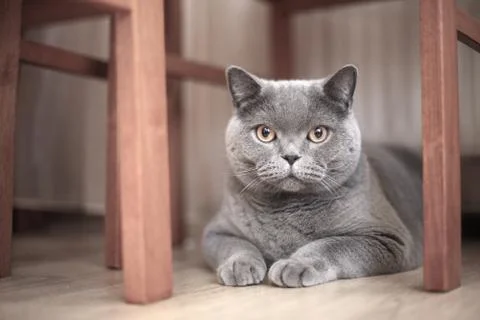 A gray cat sits on the floor under a table and chairs Stock Photos