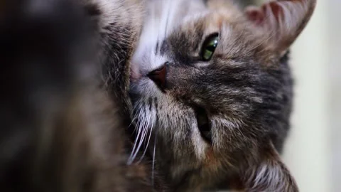 Gray cat sits 스톡 동영상 331943559