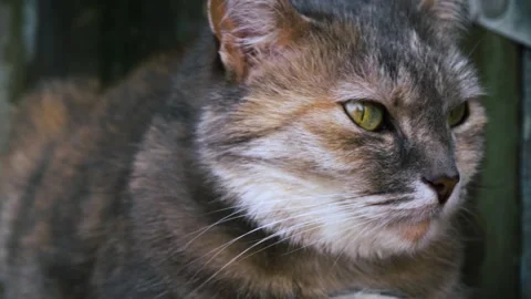 Gray cat sits Stock Footage 335208579