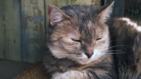 Gray cat sits Video stock 335208605
