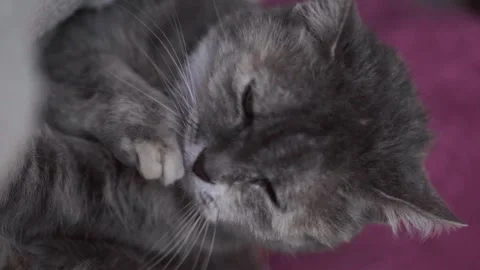 Gray cat sits Stock Footage 346390380