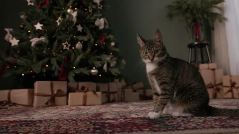 A gray cat sits gracefully in front of a Christmas tree Video stock 304588899