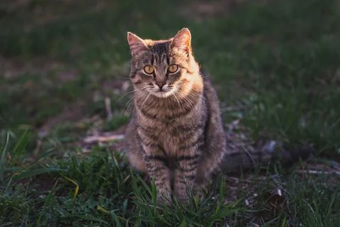 Gray cat sits on the grass during sunset Stock Photos