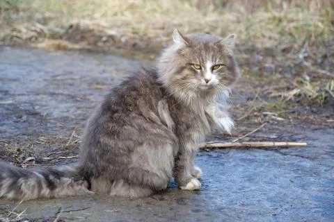 Gray cat sits on ground Stock Photos