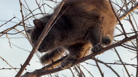 Gray cat sits high in leafless tree Stock Footage 330450719