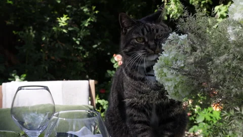 Gray cat sits on the holiday table and eats flowers from the vase Stock Footage 278781590