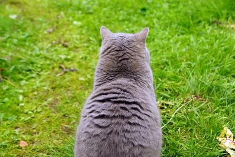 A gray cat sits with its back not turning around on a green summer in the sum Stock Photos