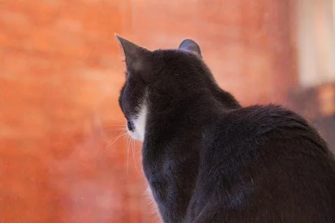 A gray cat sits looking out the window. Selective focus. Side view. Stock-Fotos