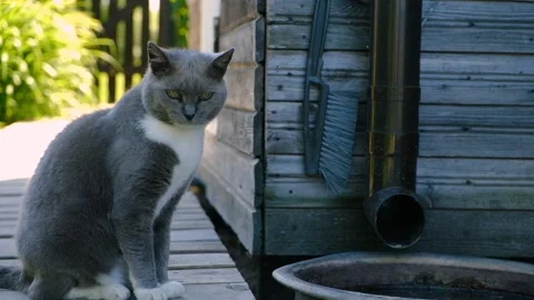 Gray cat sits outside on a summer day Stock Footage 200792566