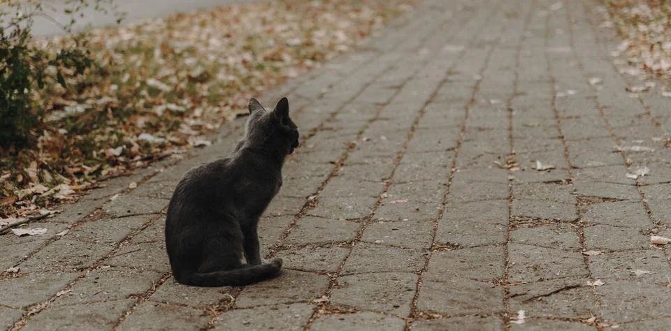 A gray cat sits on a paved path scattered with autumn leaves, looking away. The Stock Photos