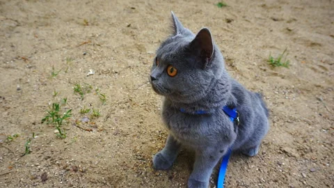 Gray cat sits in the sand and looks around. Cat on a leash. British cat walks do Stock Footage 108512153