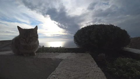 Gray cat sits on the seafront Stock Footage 100234361