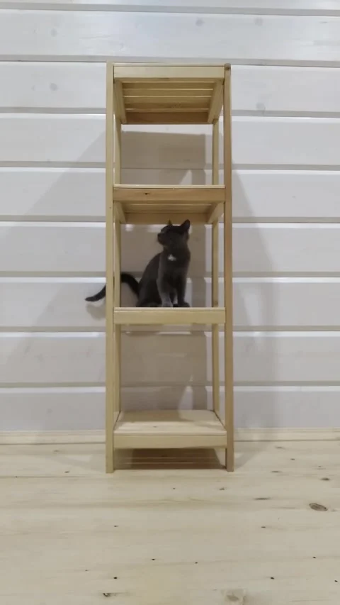 Gray cat sits on second shelf of wooden rack near white wall Stock Footage 277562335