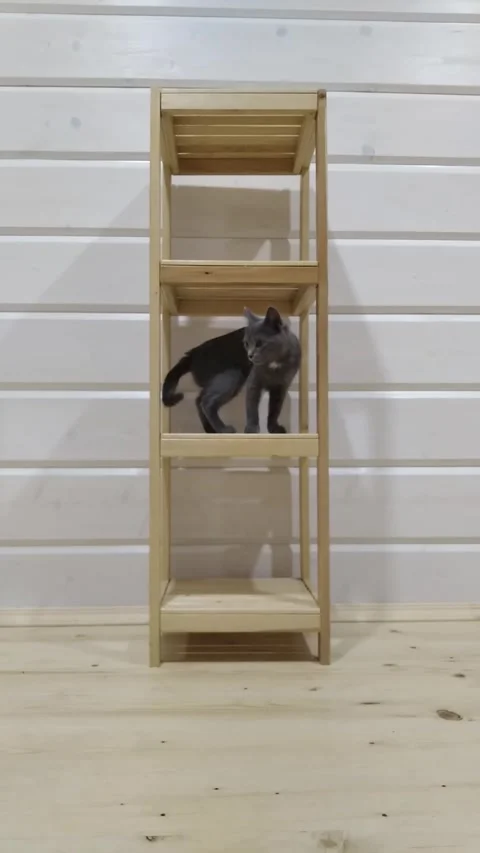 Gray cat sits on second shelf of wooden unpainted three-story rack Stock Footage 289797634