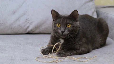 A gray cat sits on the sofa. Beautiful gray cat Stock Footage 145840071