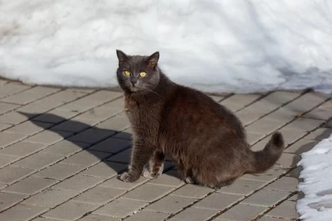 Gray cat sits on tiled pavement. Snow melts beside it in background. Cat ga.. Stock Photos
