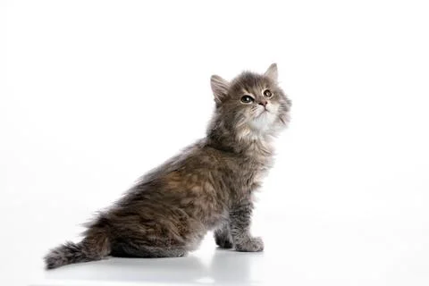 A gray cat sits on a white background looking up to the side. Stock Photos