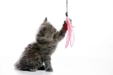 A gray cat sits on a white background playing with bait. copyspace Stock Photos