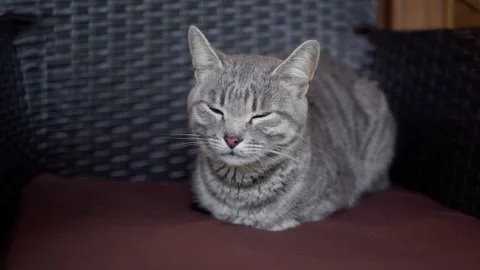 A gray cat sits on a wicker chair. The pet rests on a soft bedding. Stock Footage 257120699