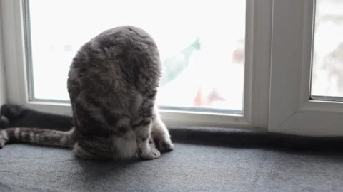 A gray cat sits on the window and washes itself. Beautiful and clean cat. Stock Footage 220773122